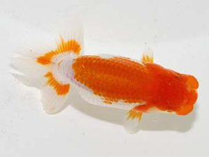 横浜観魚会 第一回研究会 1位 齋藤一成 横浜観魚会 第一回研究会 1位 齋藤一成