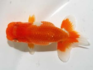 横浜観魚会 第一回研究会 2位 加藤貞信 横浜観魚会 第一回研究会 2位 加藤貞信