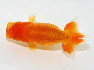 横浜観魚会 第一回研究会 4位 加藤貞信 横浜観魚会 第一回研究会 4位 加藤貞信