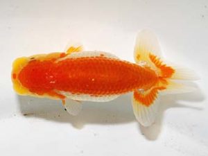 横浜観魚会 第一回研究会 5位 安田正伯 横浜観魚会 第一回研究会 5位 安田正伯