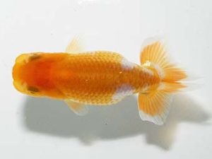 横浜観魚会 第一回研究会 1位 秋元和男 横浜観魚会 第一回研究会 1位 秋元和男