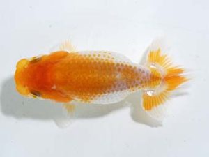 横浜観魚会 第一回研究会 2位 大渕 功 横浜観魚会 第一回研究会 2位 大渕 功