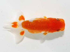 横浜観魚会 第一回研究会 3位 佐藤徳正 横浜観魚会 第一回研究会 3位 佐藤徳正