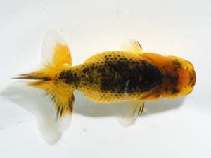 横浜観魚会 第一回研究会 4位 村田祐則 横浜観魚会 第一回研究会 4位 村田祐則