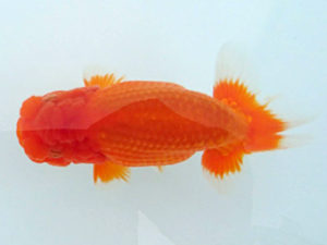 足柄らんちう会　二歳会　2席　櫻井　彰