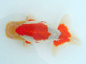 足柄らんちう会　二歳会　3席　櫻井　彰