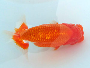 足柄らんちう会　二歳会　4席　栃谷義寛