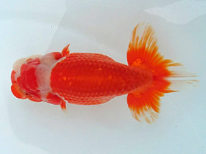 足柄らんちう会　二歳会　5席　佐藤徳正