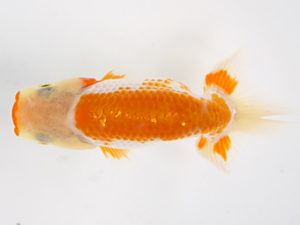 研究会　2席　佐賀徳之　松前