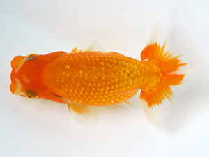 研究会　3席　山光　勳　松山