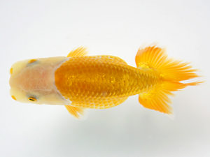 研究会　4席　山口政志　松山