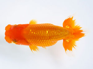 研究会　5席　山光　勳　松山