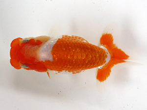 浜松愛魚会　研究会　東大関　伊藤三郎