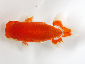 浜松愛魚会　研究会　西大関　根木清次