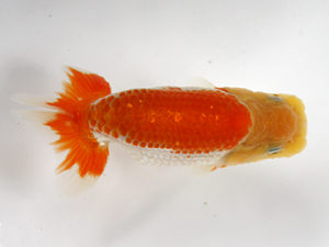 浜松愛魚会　研究会　立行司　松田力三