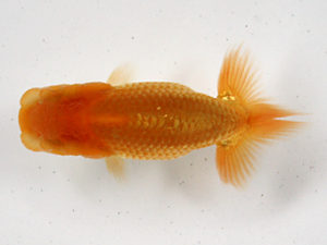 浜松愛魚会　研究会　取締一　杉浦重夫