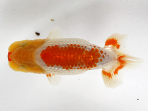 浜松愛魚会　研究会　取締二　田中康浩