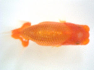 広島錦鱗会　東大関　西本佳子　広島