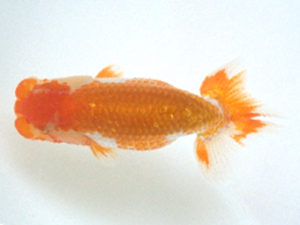 広島錦鱗会　西大関　上野　博　安芸高田