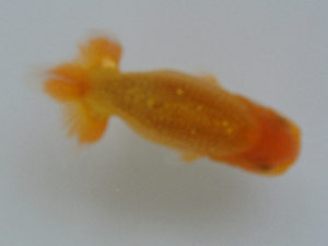 広島錦鱗会　立行司　子川時正　広島