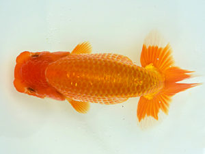 観栄らんちう会　研究会　2位　松田力三