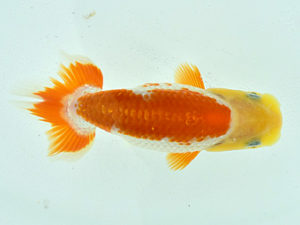 観栄らんちう会　研究会　3位　芦川博康