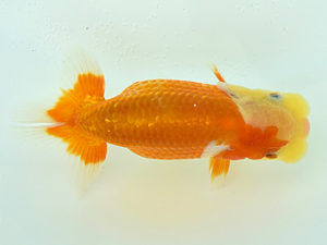 観栄らんちう会　研究会　5位　小澤忠幸