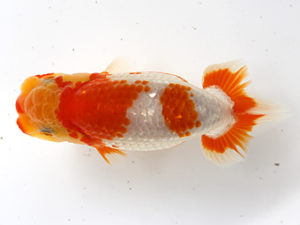 二歳会　西大関　松田力三(浜松市)