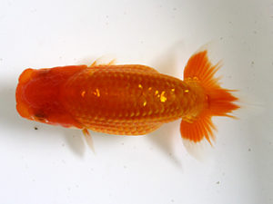 二歳会　立行司　田中康浩(豊橋市)