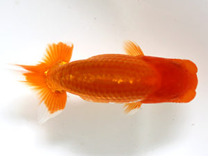 二歳会　取締一　何　志良(香港)