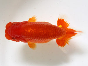 二歳会　取締二　根木清次(浜松市)