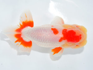 二歳会　取締一　鈴木克己(浜松市)