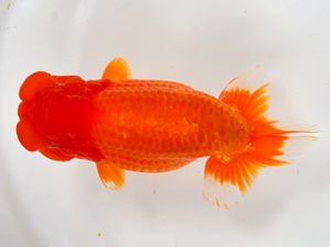 二歳会　取締二　根木清次(浜松市)