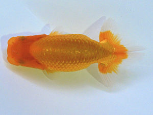 研究会　西大関　村上暢彦　岡山