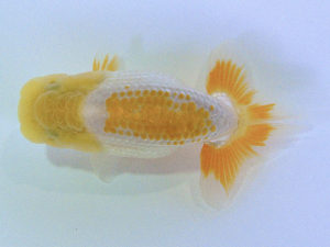 研究会　立行司　岩下孝広　尾道