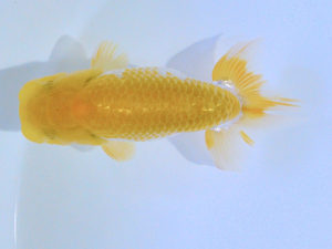 研究会　東取締　大池孝司　尾道