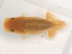 宮城伊達らんちう会　東大関　安藤修司　須賀川市