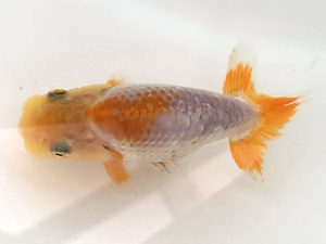 宮城伊達らんちう会　西大関　川村祐孝　盛岡市