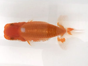 宮城伊達らんちう会　取締一　小林一仁　須賀川市