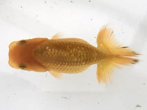 宮城伊達らんちう会　取締二　小林一仁　須賀川市