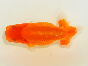 埼玉らんちう会　第一回研究会　西大関　今成雄一