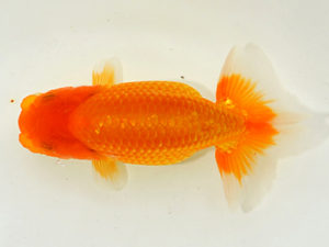 埼玉らんちう会　第一回研究会　取締一　今成雄一