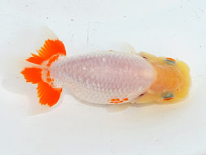 埼玉らんちう会　第一回研究会　取締二　惣川正気