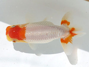 讃岐らんちゅう愛好会　夏季品評会　東大関　青木恭治　香川