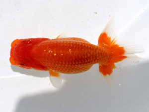 讃岐らんちゅう愛好会　夏季品評会　西大関　竹居正成　香川