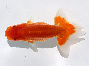 讃岐らんちゅう愛好会　夏季品評会　立行司　竹居正成　香川