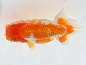 讃岐らんちゅう愛好会　夏季品評会　西取締　谷澤清隆　香川