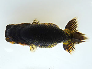 志摩紅鱗会　第一回研究会　東大関　林　万貴　志摩市