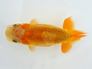 志摩紅鱗会　第一回研究会　立行司　樋口直也　伊勢市