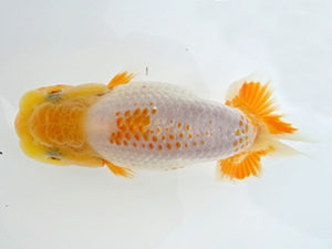 志摩紅鱗会　第一回研究会　取締二　樋口直也　伊勢市